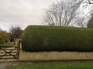 Monty Don Talks Hornbeam