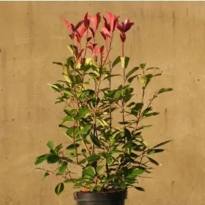 Pruning Photinia Red Robin