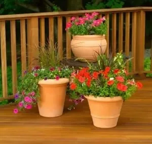 Planting and Growing Hedge Plants in Containers